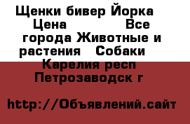 Щенки бивер Йорка  › Цена ­ 30 000 - Все города Животные и растения » Собаки   . Карелия респ.,Петрозаводск г.